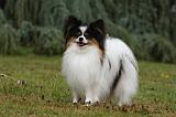 EPAGNEUL PAPILLON 046